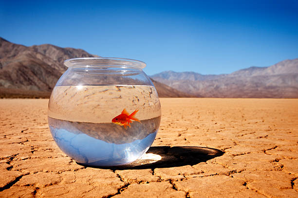 istock Goldfish in the Desert 123499531