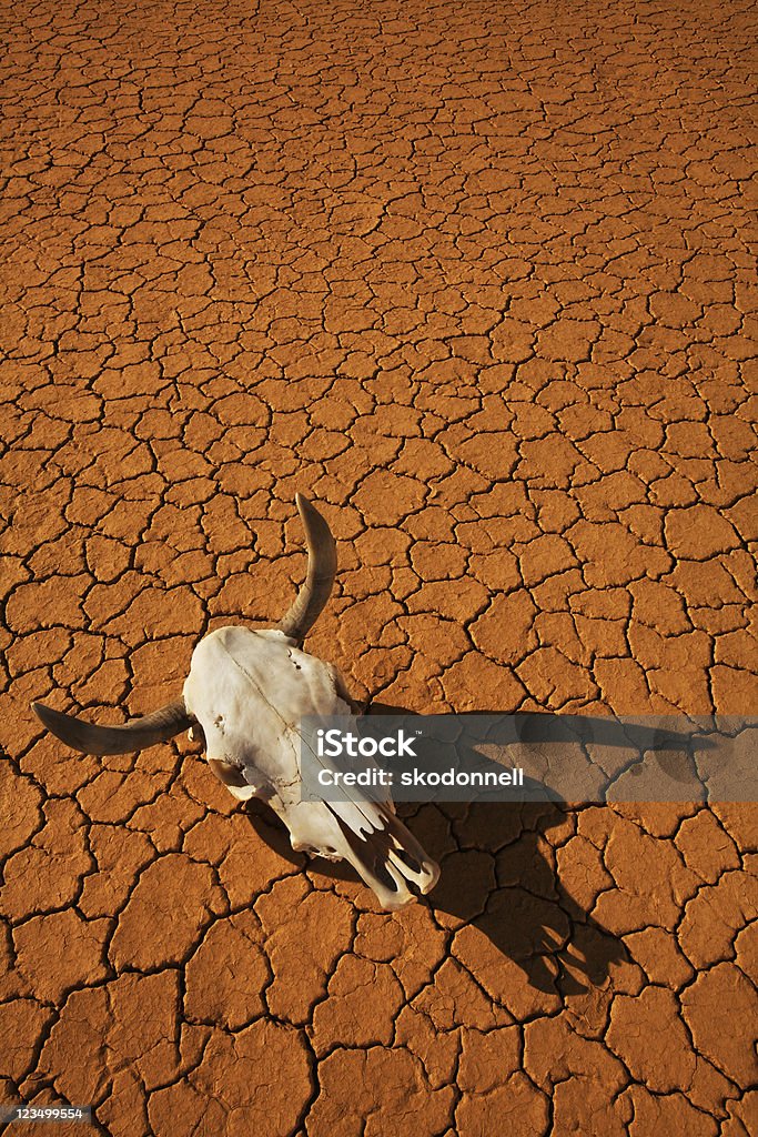 Vaca crânio no deserto - Foto de stock de Fome extrema royalty-free