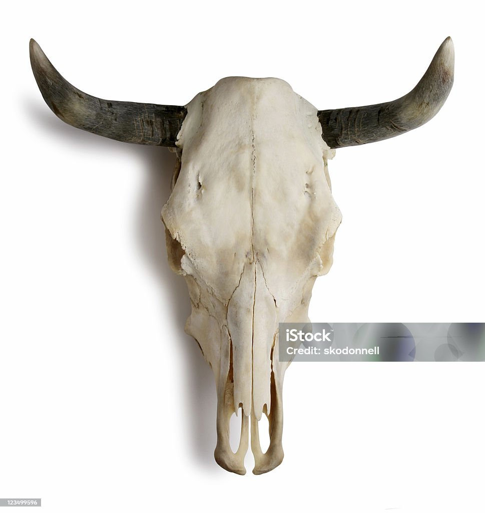 Teschio di mucca su bianco - Foto stock royalty-free di Bovino domestico