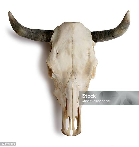 牛のスカルホワイト - 家畜牛のストックフォトや画像を多数ご用意 - 家畜牛, 牝牛, ウシ