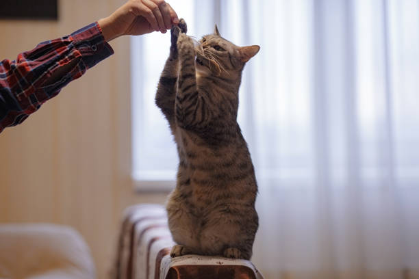 istock A beautiful grey cat is sitting on the sofa, playing with a feather and looking at a hostess. 1235004480