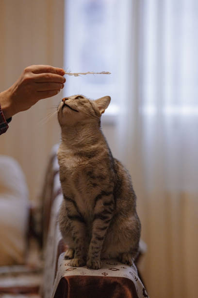 istock A beautiful grey cat is sitting on the sofa, playing with a feather and looking at a hostess. 1235004599