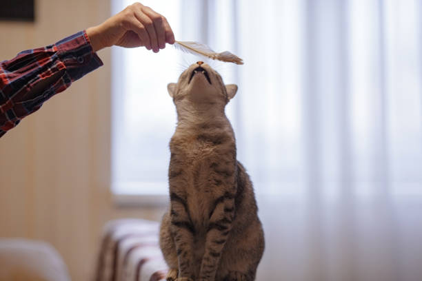 istock A beautiful grey cat is sitting on the sofa, playing with a feather and looking at a hostess. 1235004825