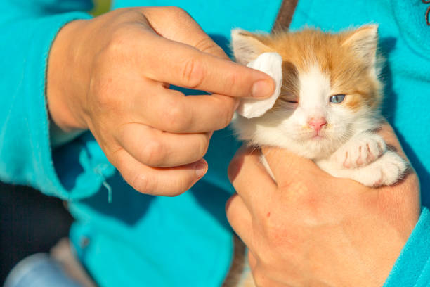 Female hands holding cotton bud to clean the dirt from ginger white cat's eye in health.