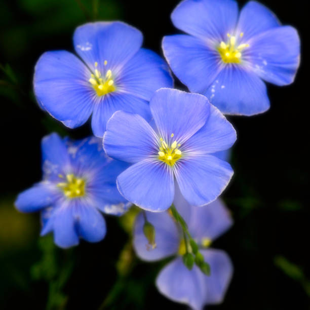 istock Virginia wildflowers  -  Lewis Flax 1235021490