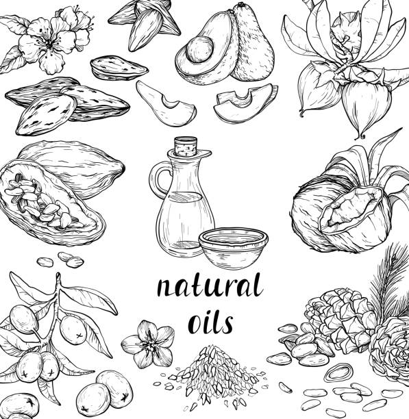ilustrações, clipart, desenhos animados e ícones de conjunto vetorial de ingredientes cosméticos. óleos orgânicos desenhados à mão. - 1466