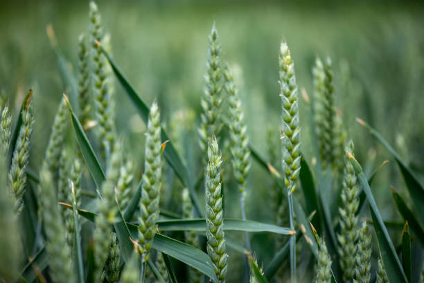 istock green wheat field on a cloudy spring day 1235023560