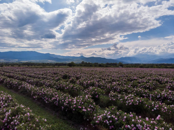 istock Top view of Bulgarian pink rose bush 1235031015