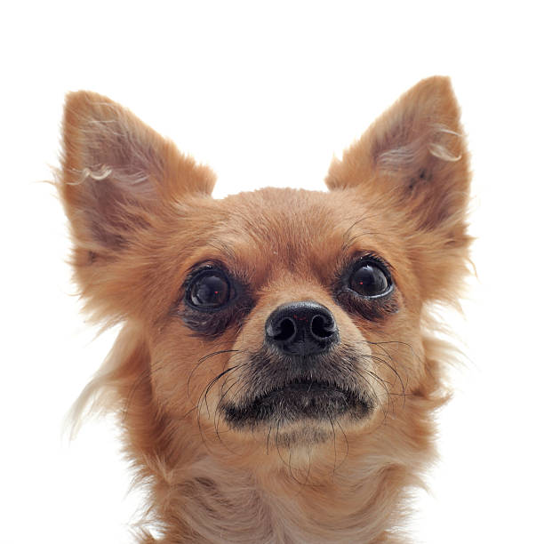 istock head of chihuahua 123503637