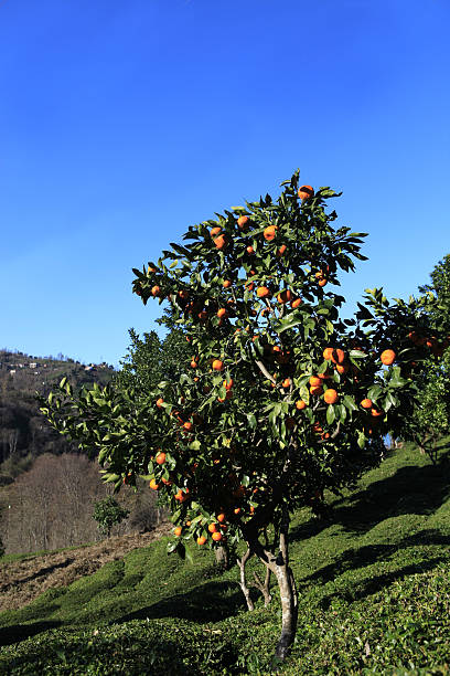 istock Tangerine Trees With Fruits 123503793