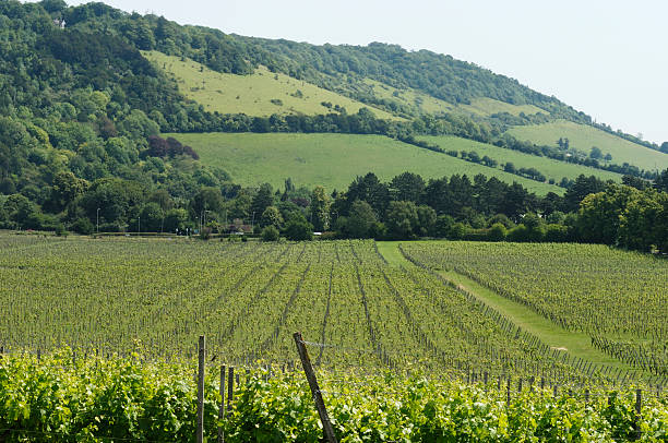 istock Vineyard at foot of North Downs. Surrey. England 123503875