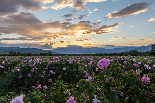 Amazing sunset over the pink rose valley in Bulgaria. Endless rows of rose bushes with a mountain range in the background.