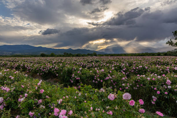 istock Valley covered in bulgarian pink rose during sunset 1235040991