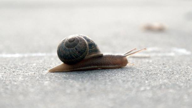 lumaca da giardino che striscia attraverso un vialetto di cemento - snail escargot animal speed foto e immagini stock