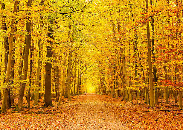istock Pathway in the autumn park 123504460
