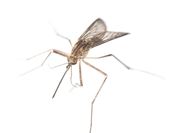 mosquito na białym tle, bliskie zbliżenie - haustellum zdjęcia i obrazy z banku zdjęć