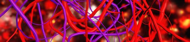 istock blood vessels, veins and arteries, circulatory system 1235048648