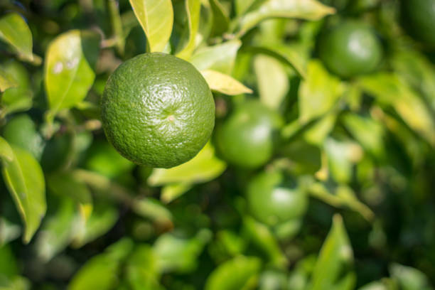 istock Ripe lime on a bush in the sun 1235056944