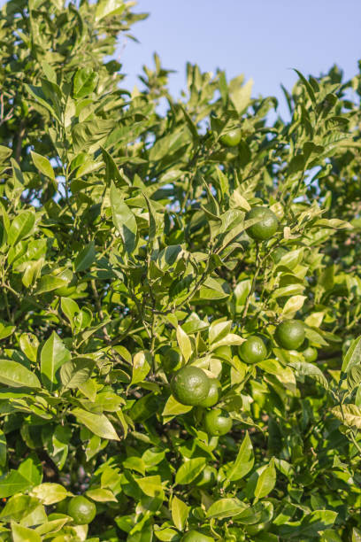 istock Ripe lime on a bush in the sun 1235057237
