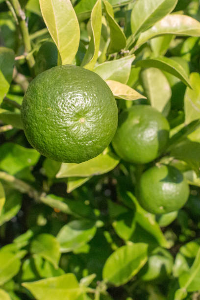 istock Ripe lime on a bush in the sun 1235057476