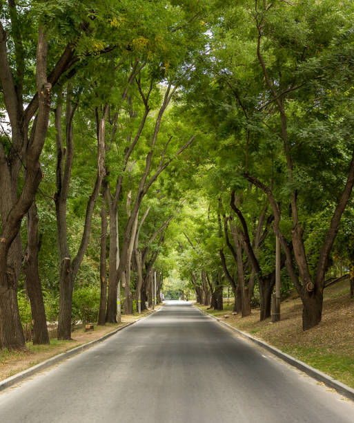 istock Road in the Park. spring in the Park. 1235063681