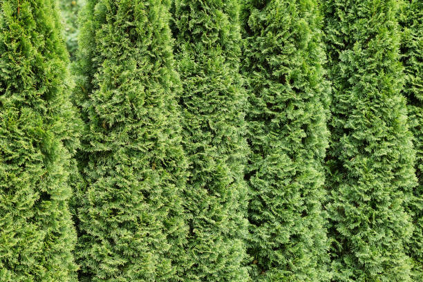 istock Beautiful green cypresses in a row 1235065258