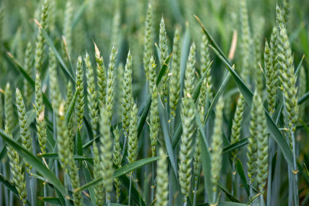 istock green wheat field on a cloudy spring day 1235067554