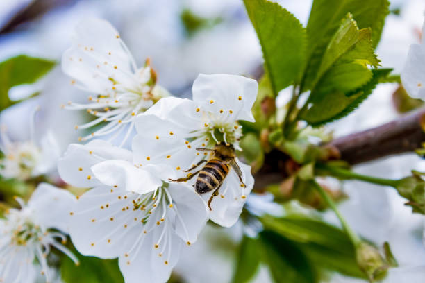 istock bee pollinates white flowers of cherry on flowering tree in spring 1235067861