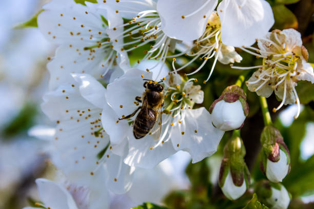 istock bee pollinates white flowers of cherry on flowering tree in spring 1235068369