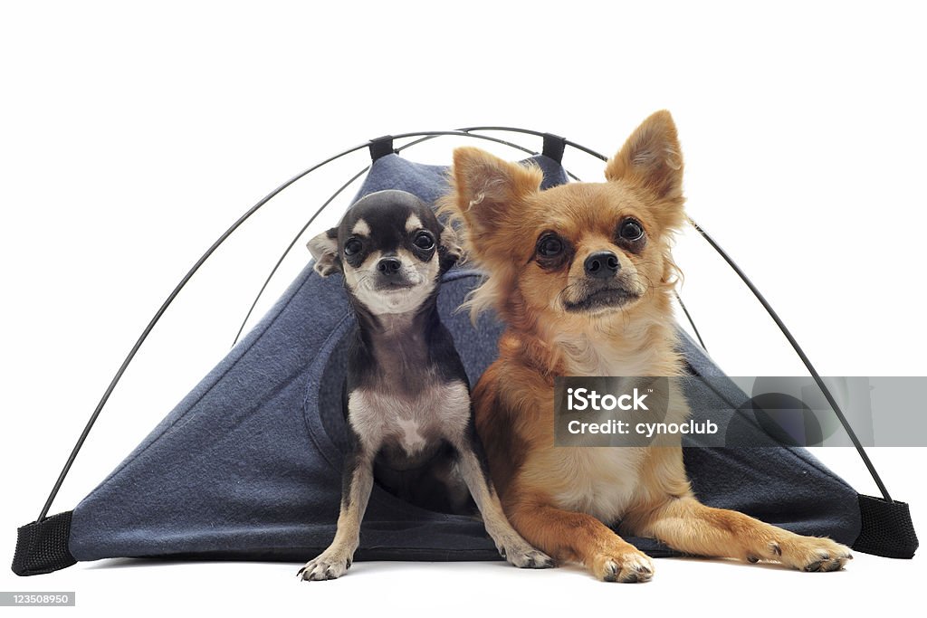 Cucciolo, adulto chihuahuas in tenda - Foto stock royalty-free di Campeggiare