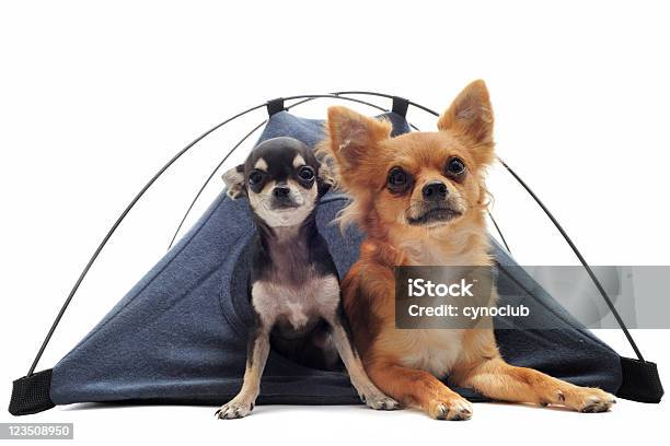 Cucciolo Adulto Chihuahuas In Tenda - Fotografie stock e altre immagini di Campeggiare - Campeggiare, Cane, Sfondo bianco