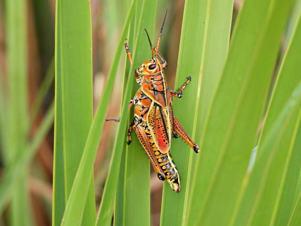 istock Eastern Lubber Grasshopper (Romalea microptera) resting on a leaf in the Florida wetlands 1235089502