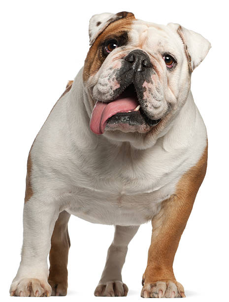 istock English Bulldog, five years old, standing, white background. 123509572