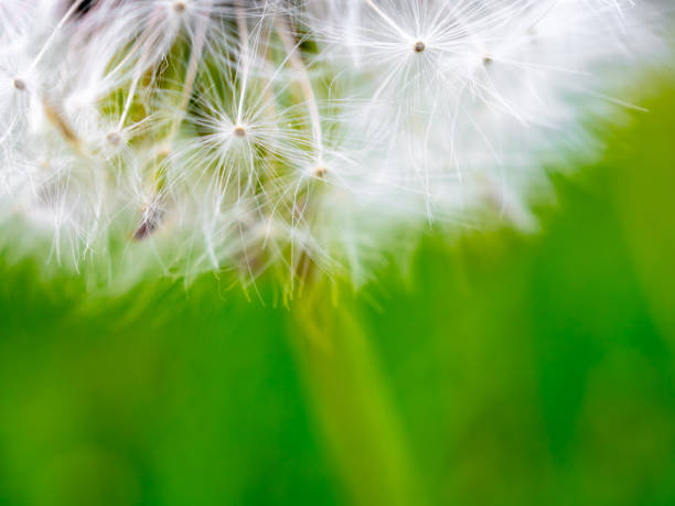 istock Selective focus on fragile fluffy white dandelion seeds. Dreaminess. Lightness. 1235096628