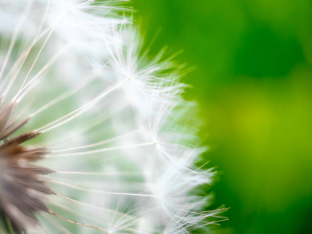 istock Selective focus on fragile fluffy white dandelion seeds. Dreaminess. Lightness. 1235096634