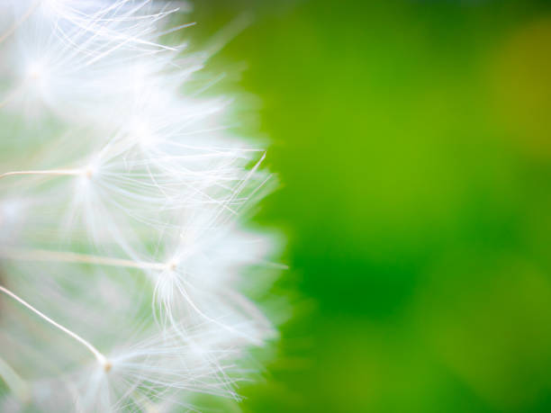 horizontal nature shot with dandelion flower in the spring time.