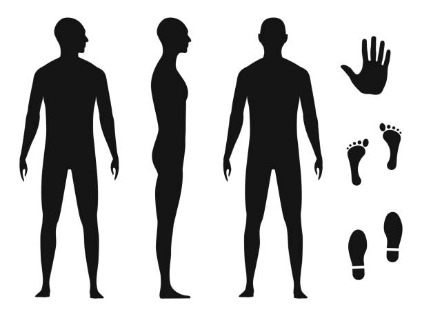 ilustrações de stock, clip art, desenhos animados e ícones de human body silhouette of a bald naked barefoot adult male. palm hand, bare feet and shoe trace - torso