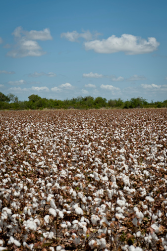 Field of cotton ready for harvest.