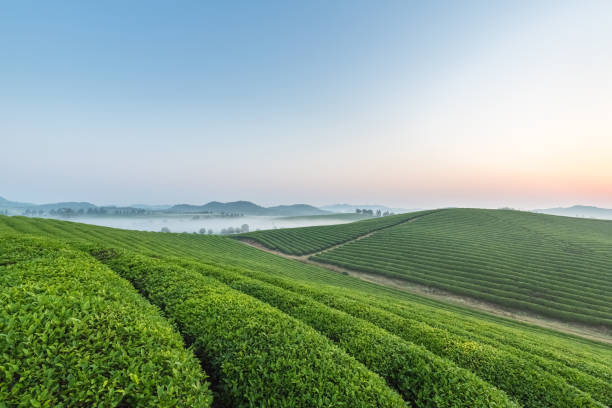 istock tea plantation with mist in sunrise 1235106872