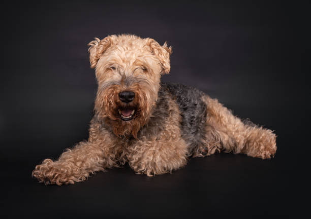 welsh terrier sobre un fondo negro - welsh culture fotos fotografías e imágenes de stock