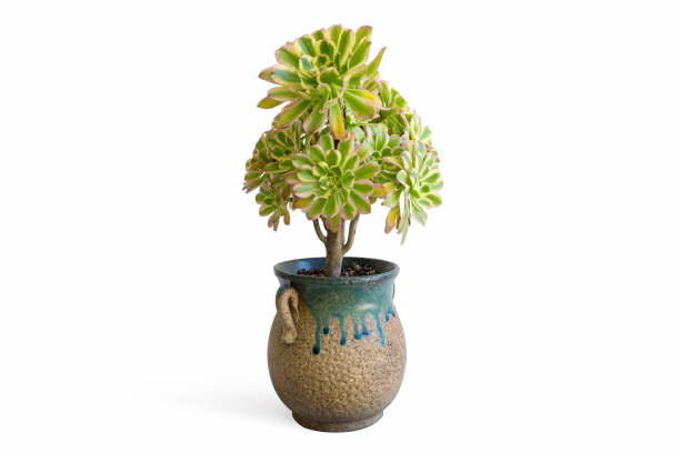 istock potted succulent plant isolated 1235117228