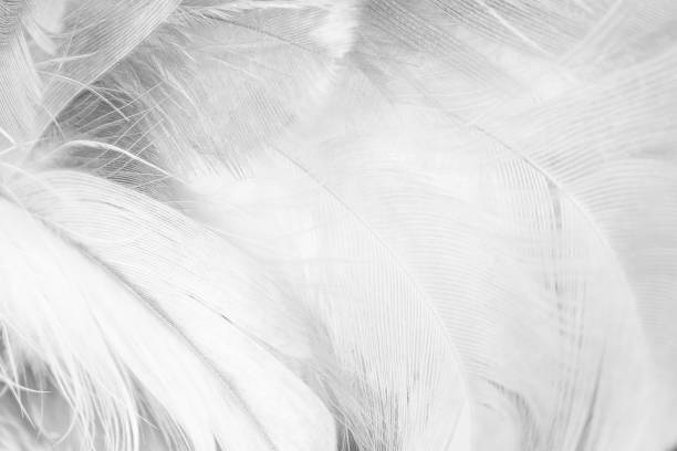 istock Beautiful white gray colors tone feather texture background 1235129775