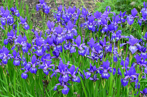 Violet and blue iris flowers close-up on green garden background. Sunny day. Lot of irises. . Blue and violet iris flowers are growing in garden. beautiful spring day