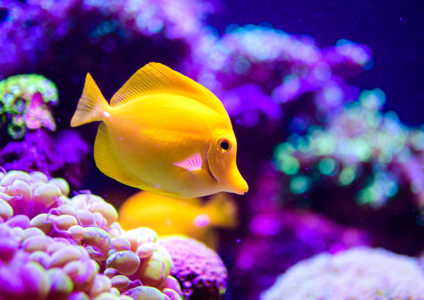 istock Wonderful and beautiful underwater world with corals and tropical fish. 1235149091