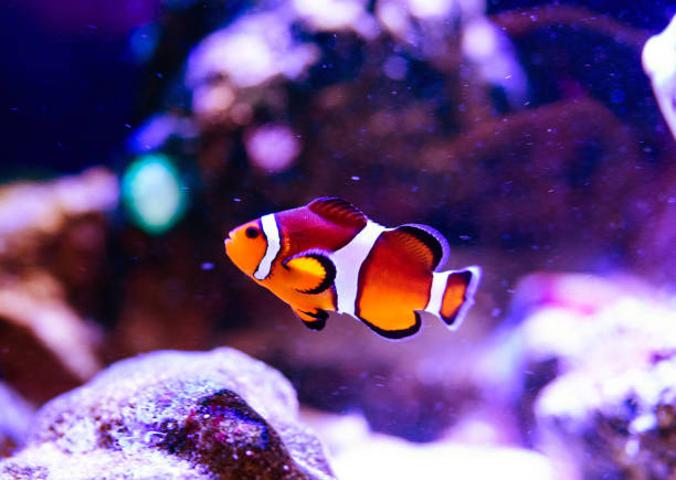 istock Wonderful and beautiful underwater world with corals and tropical fish. 1235149100