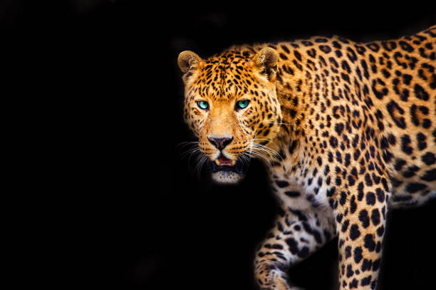 istock Leopard on black background, beautiful portrait. Animal world. Big cat. 1235149109