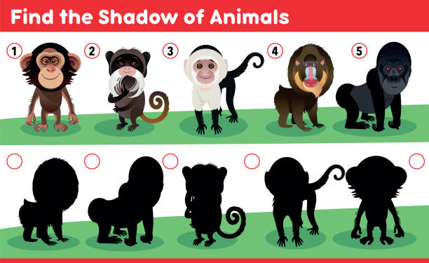Find The Shadow Of Animals Stock Illustration - Download Image Now - Animal, Ape, Capuchin Monkey - iStock Find The Shadow Of Animals Stock Illustration - Download Image Now - Animal, Ape, Capuchin Monkey - iStock