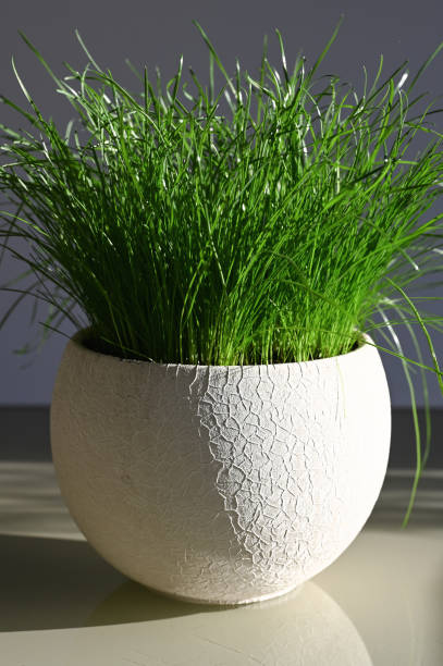 istock Green grass in a pot lit by the sun 1235163417