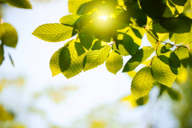 istock New Leaves in Summer 1235164767