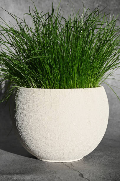 istock Growing green grass with white pot 1235166008
